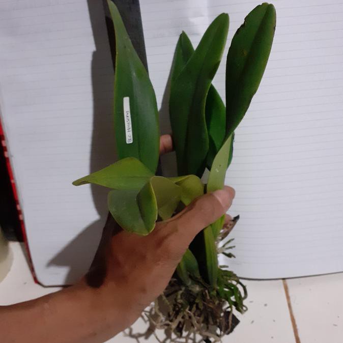 Anggrek Cattleya Dewasa