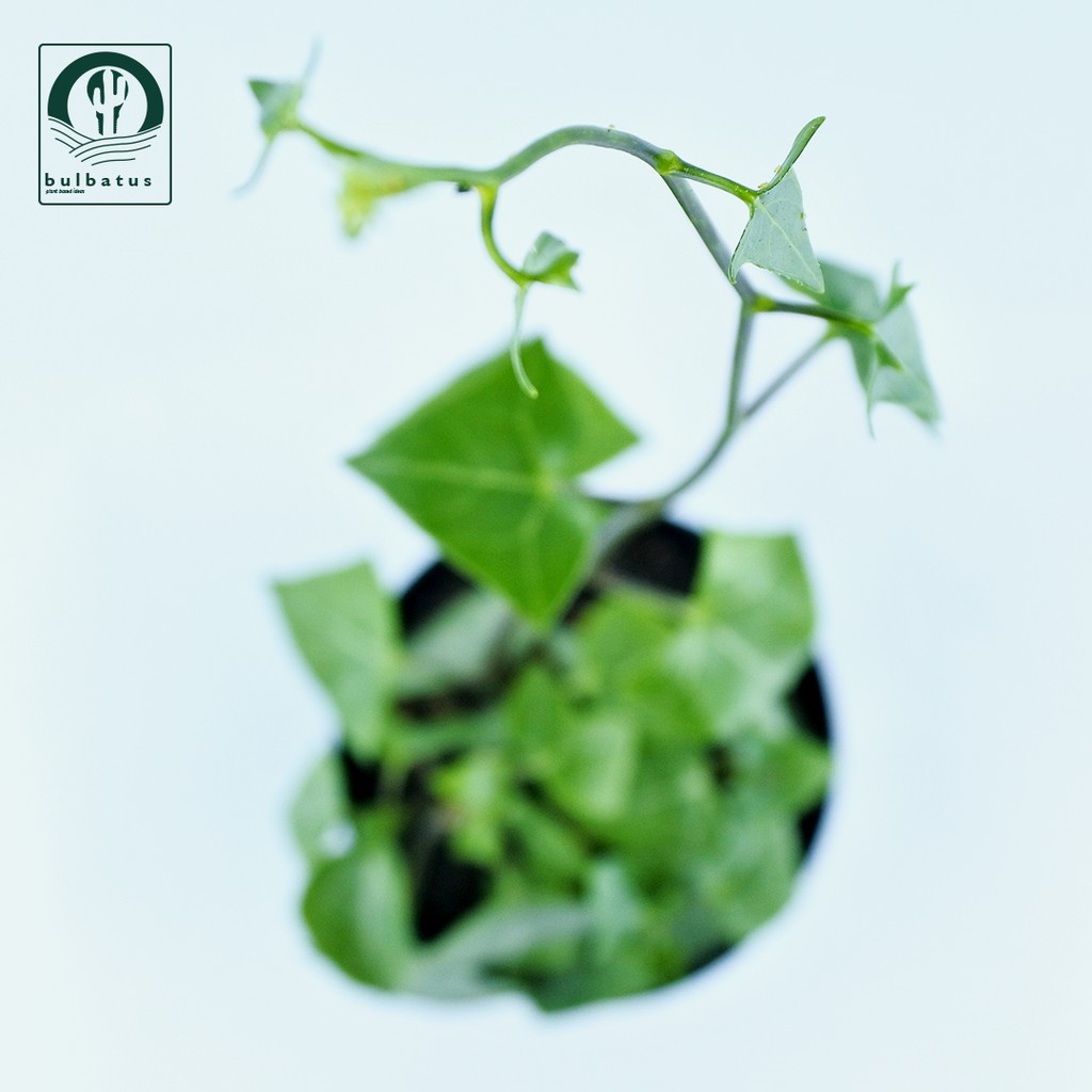 Sukulen Hedera helix (English Ivy)