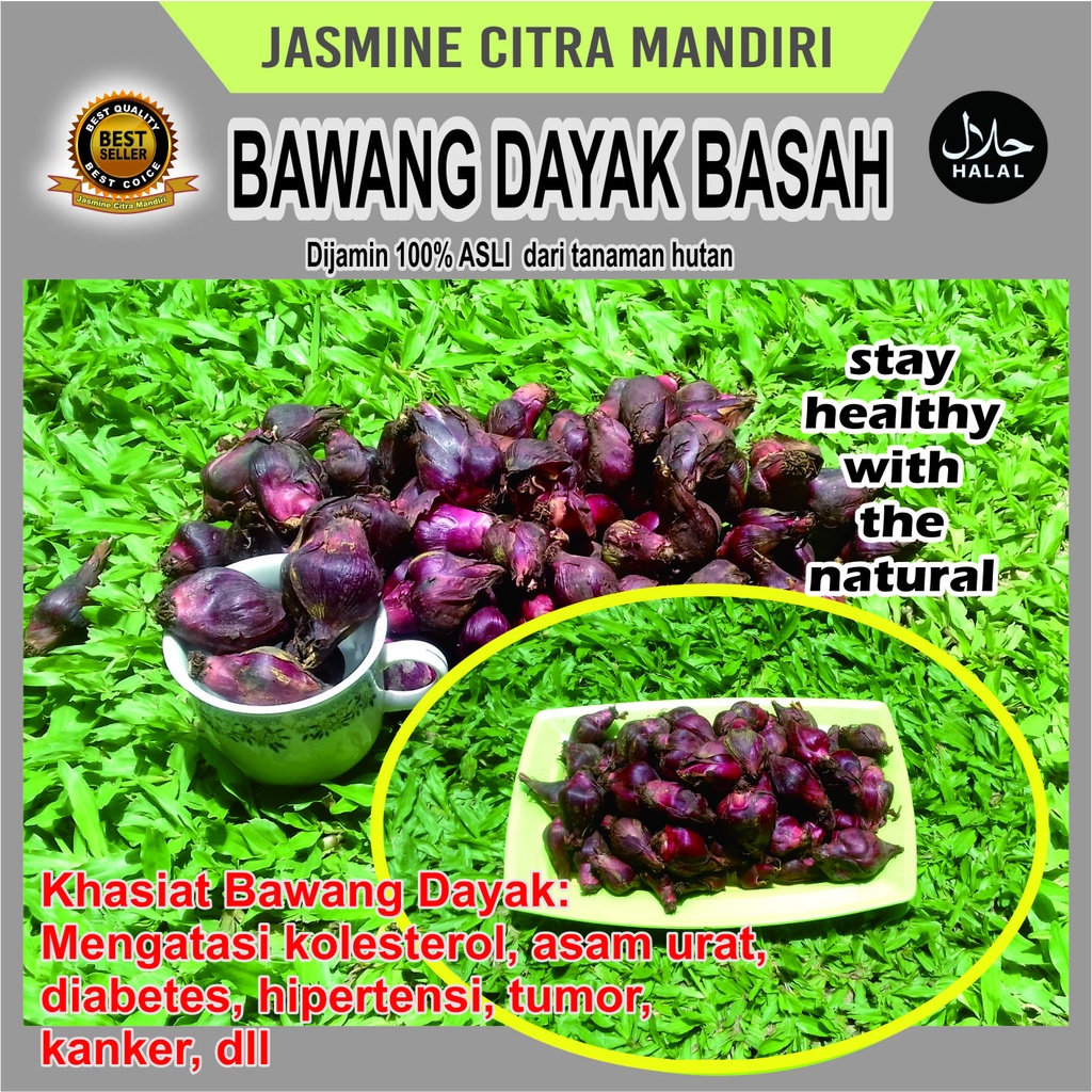 

Bawang Dayak Sabrang Berlian Asli 1 Kg Anti Diabetes Kolesterol