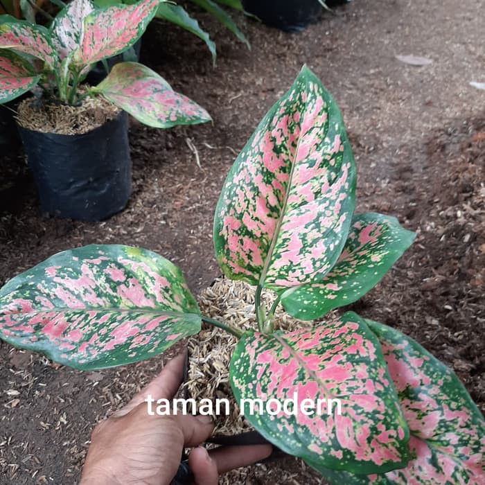 AGLONEMA DUD ANJAMANI-tanaman aglonema dud anjamani