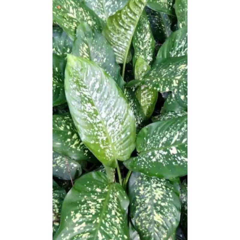 Bibit Daun Sri Rejeki / Dieffenbachia Picta Beras Wutah / Beras Kutah / Tanaman Hias / Bibit Tanaman