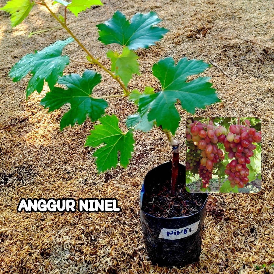Bibit Anggur Ninel Bibit Tanaman Buah Anggur Import Ninel Grafting