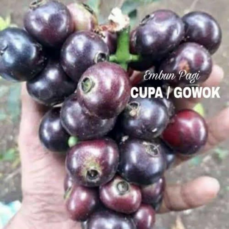 

BUAH GOWOK SEGAR / BUAH LOBI LOBI / BUAH KUPA LANGKA