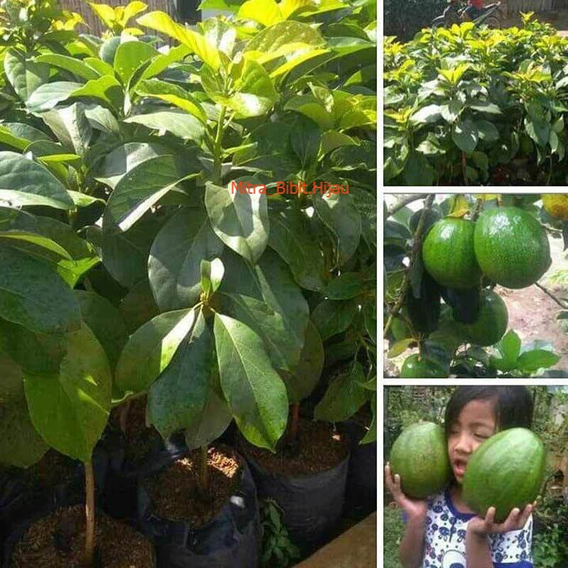 Paket 10 bibit alpukat kendil