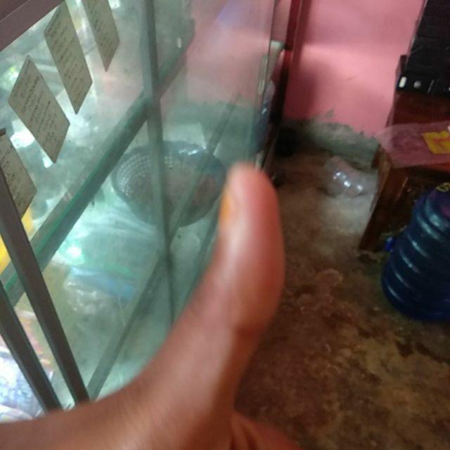 Sprei Motif Tulips Give