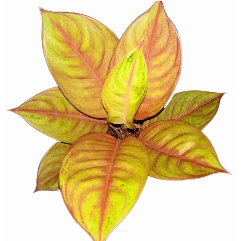 Aglonema Rengganis Tanaman Hias Aglonema Golden Syam Bunga Hias Aglaonema Golden Siam Termurah Kuali