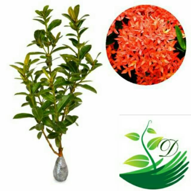 Ixora Williamsii Red