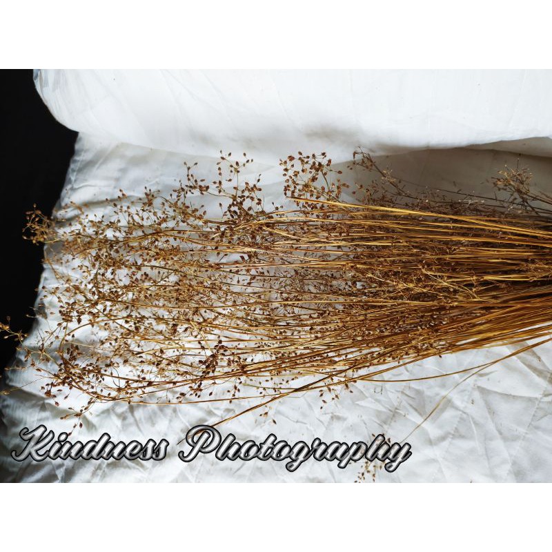 Wildery grass(25 pcs), ilalang kering untuk foto rustic,bunga kering aesthetic