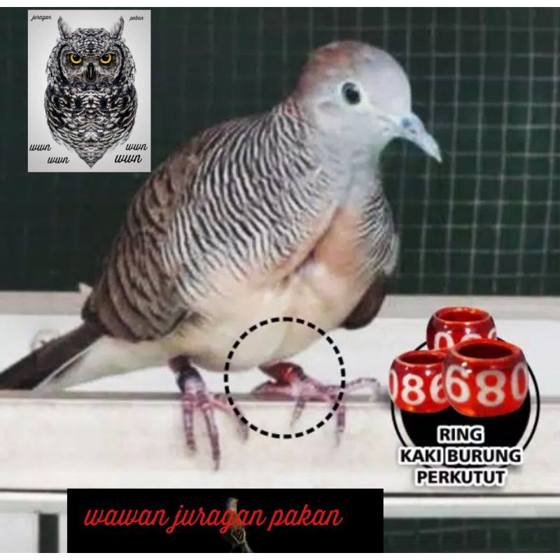 ring burung perkutut, ring kutut