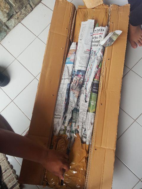 Bibit Tanaman Buah Alpukat Wina