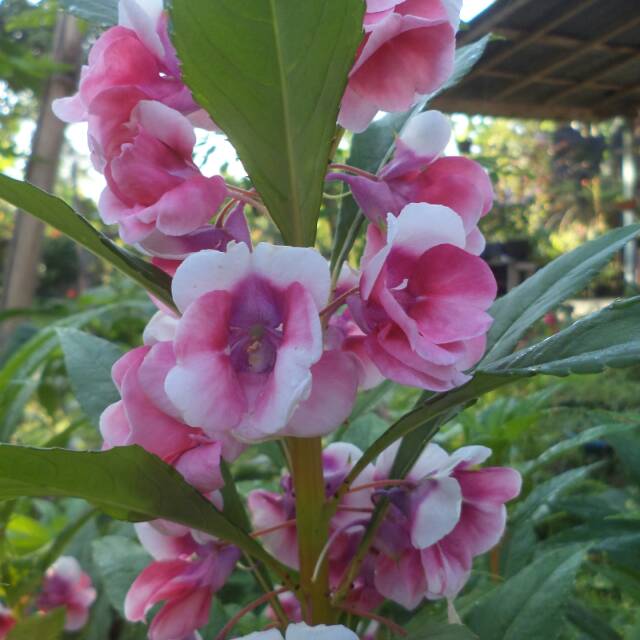 Pacar Air semi double gradasi pink magenta putih