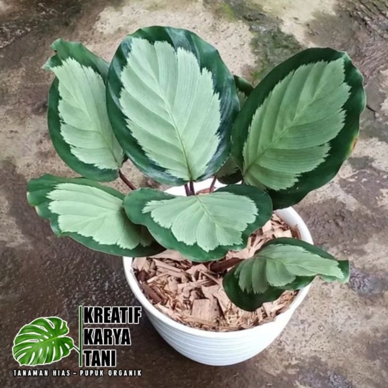 Tanaman hias calathea corona - Calathea corona