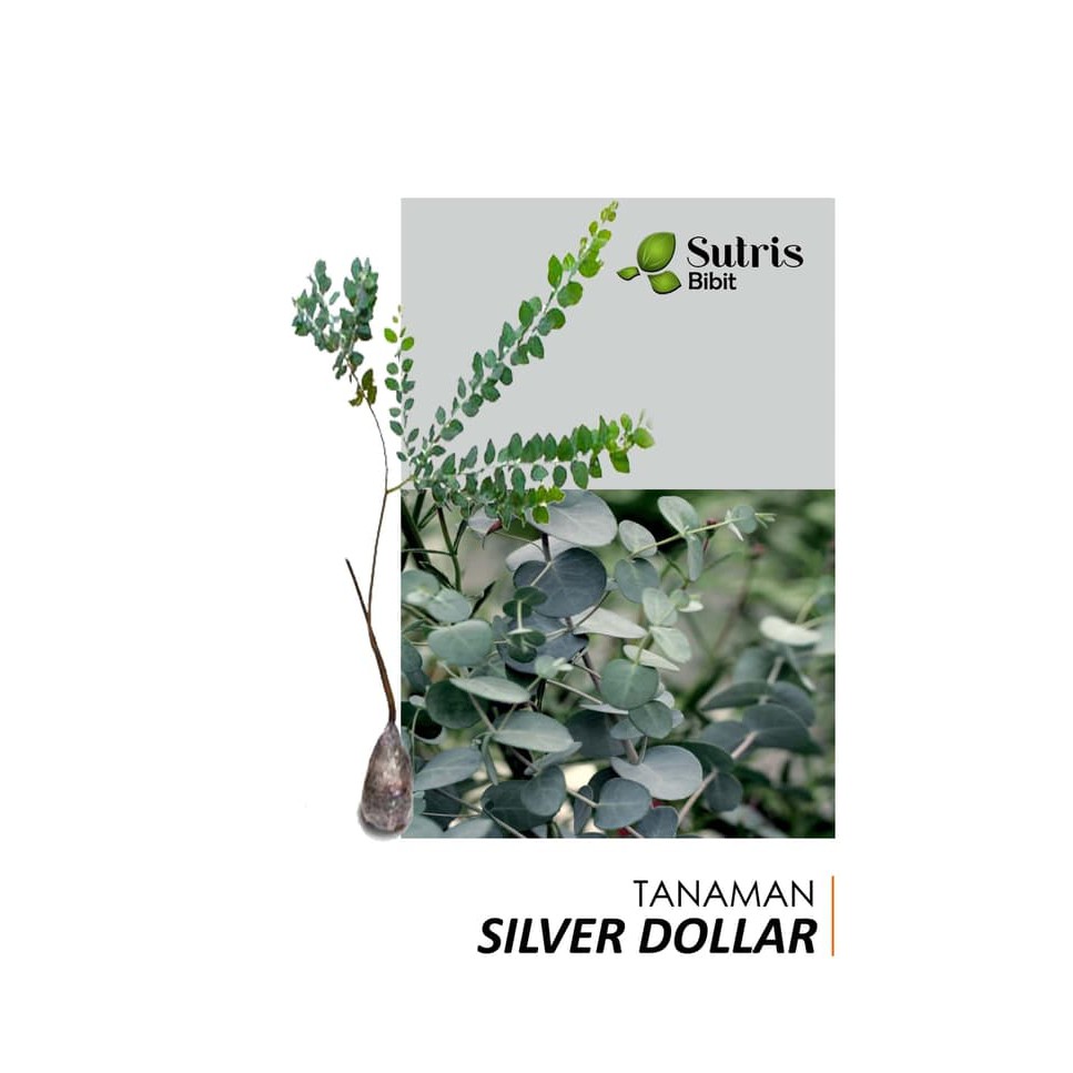 Bibit Tanaman Hias Pohon Silver Dollar