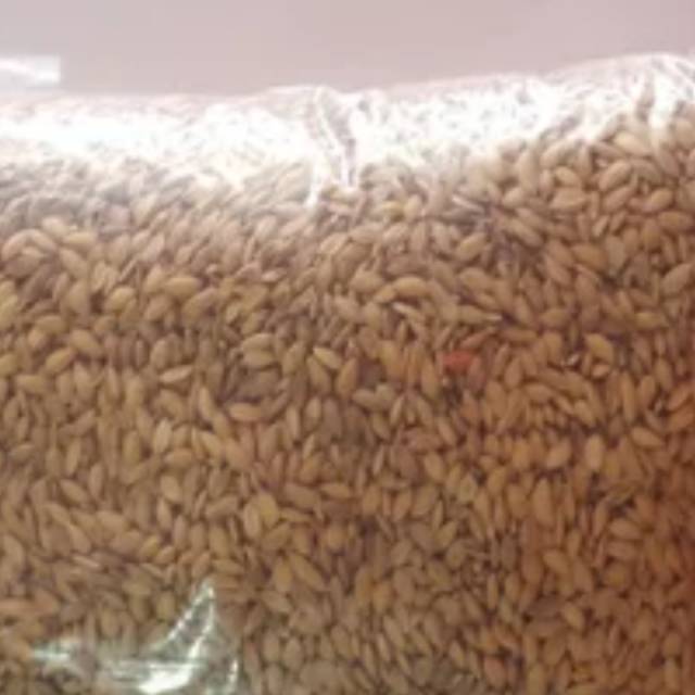 

Gabah halus gabah lampung untuk burung ayam