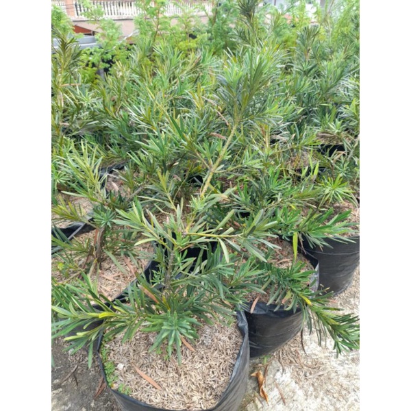 Tanaman Bahan Bonsai Lohasung uk Besar