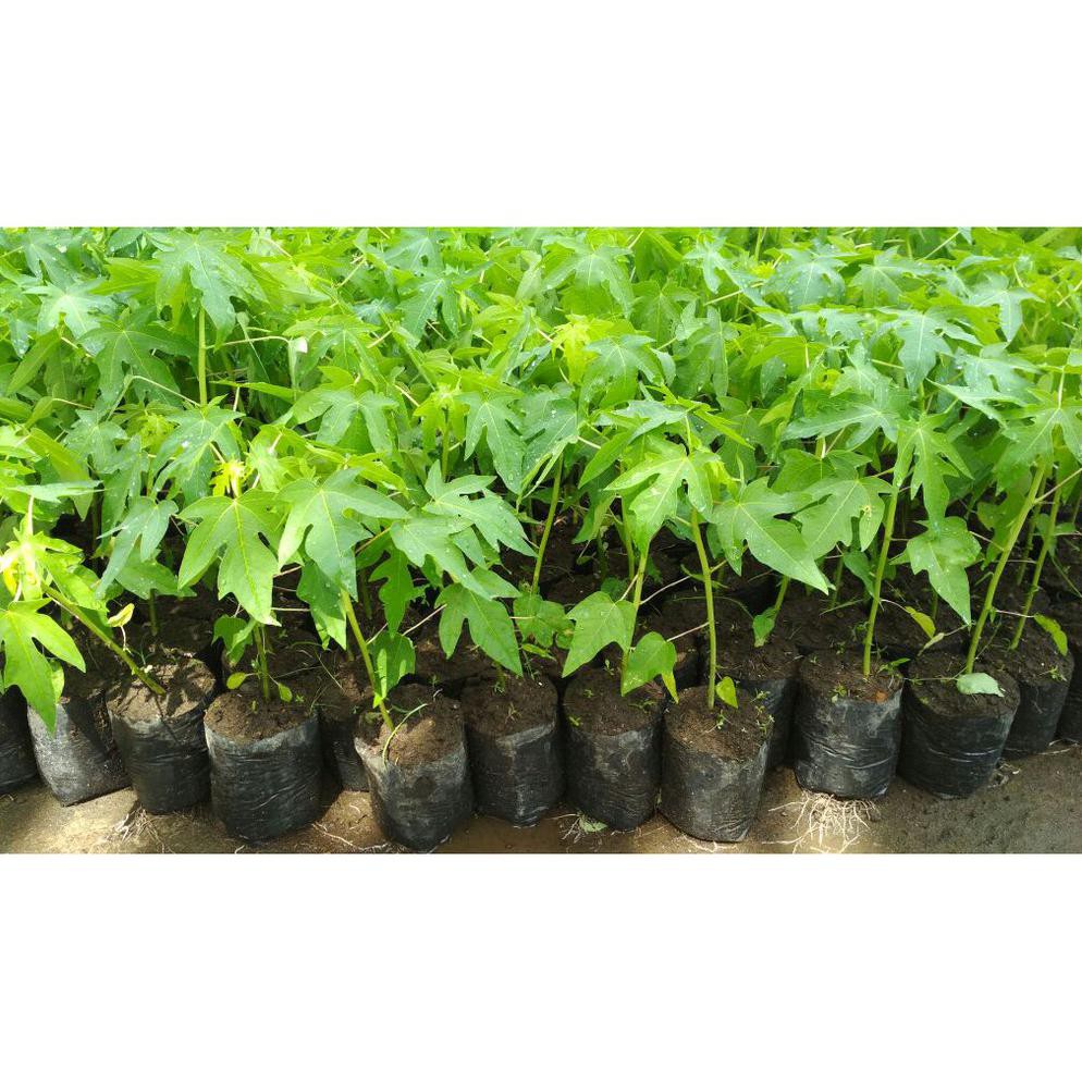 Bibit Pepaya Thailand