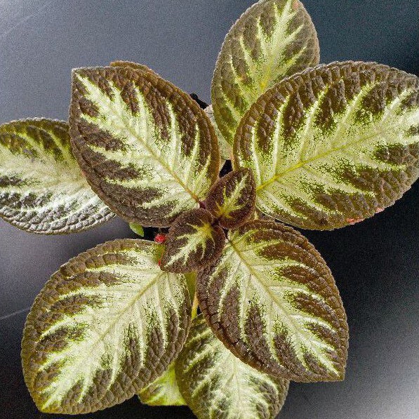 Epicia Tanaman Bunga Hidup Bludru Epicia