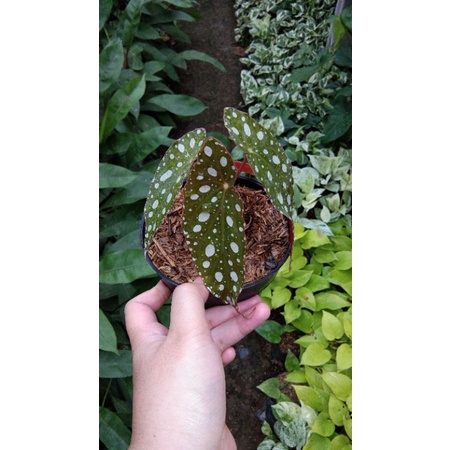 Begonia Polkadot / Begonia Maculata