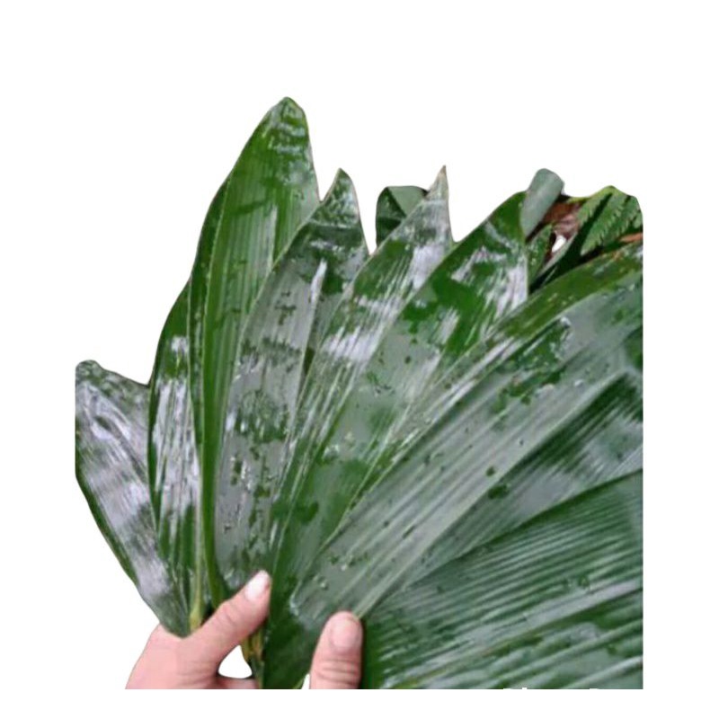 

Daun bambu jumbo per lembar