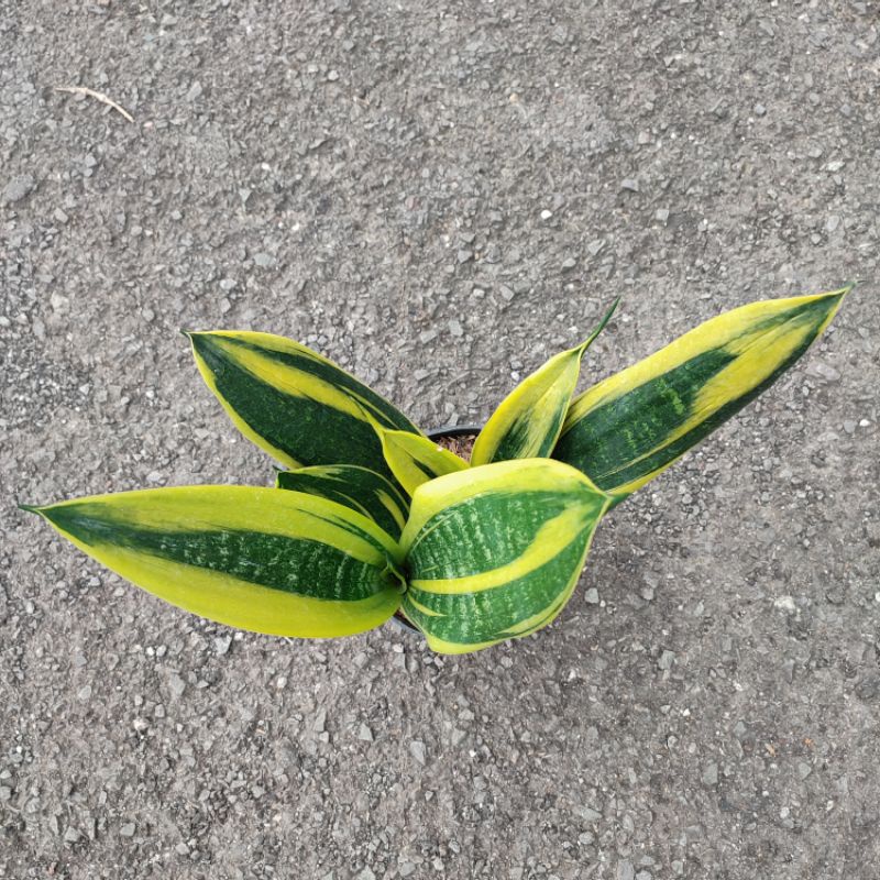 Sansevieria Golden Flame | DP 18 Cm