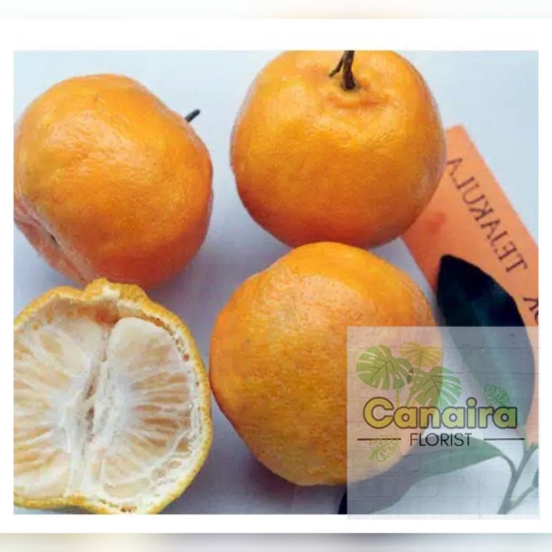 Bibir Tanaman Buah Jeruk Keprok Tejakula