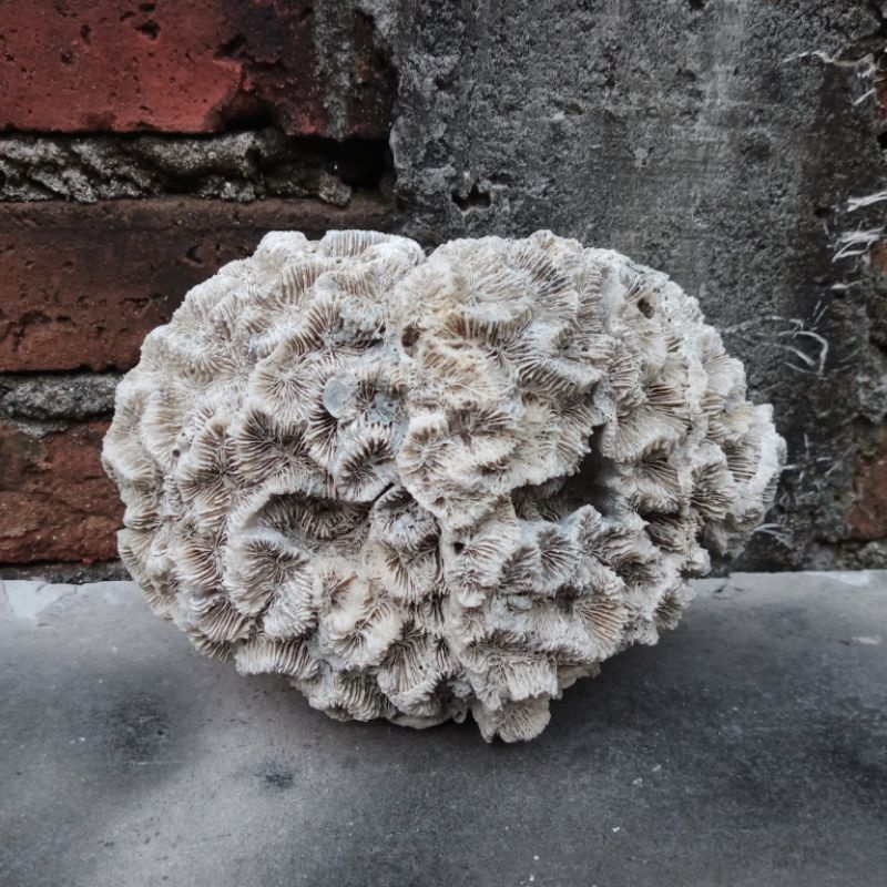 BATU KARANG BENTUK BUNGA MEKAR JUMBO/ BATU KARANG LAUT/ BATU KARANG AQUARIUM/ KARANG LAUT/ BATU KARA