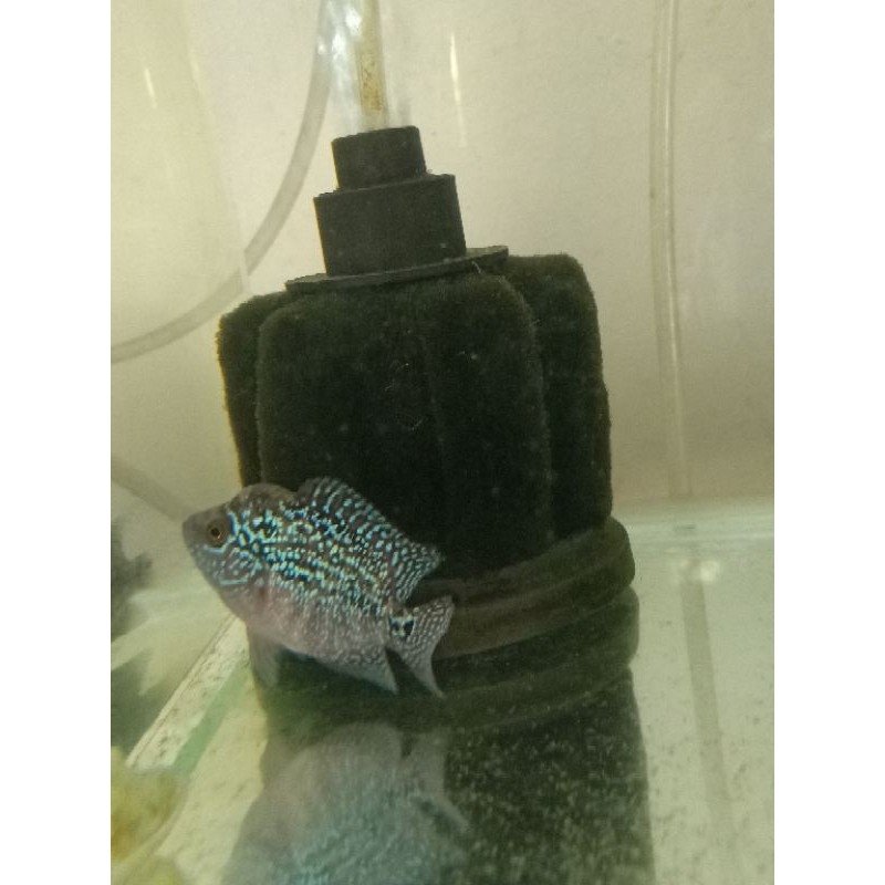 Kamfa F3 x CC ukuran 6-7cm