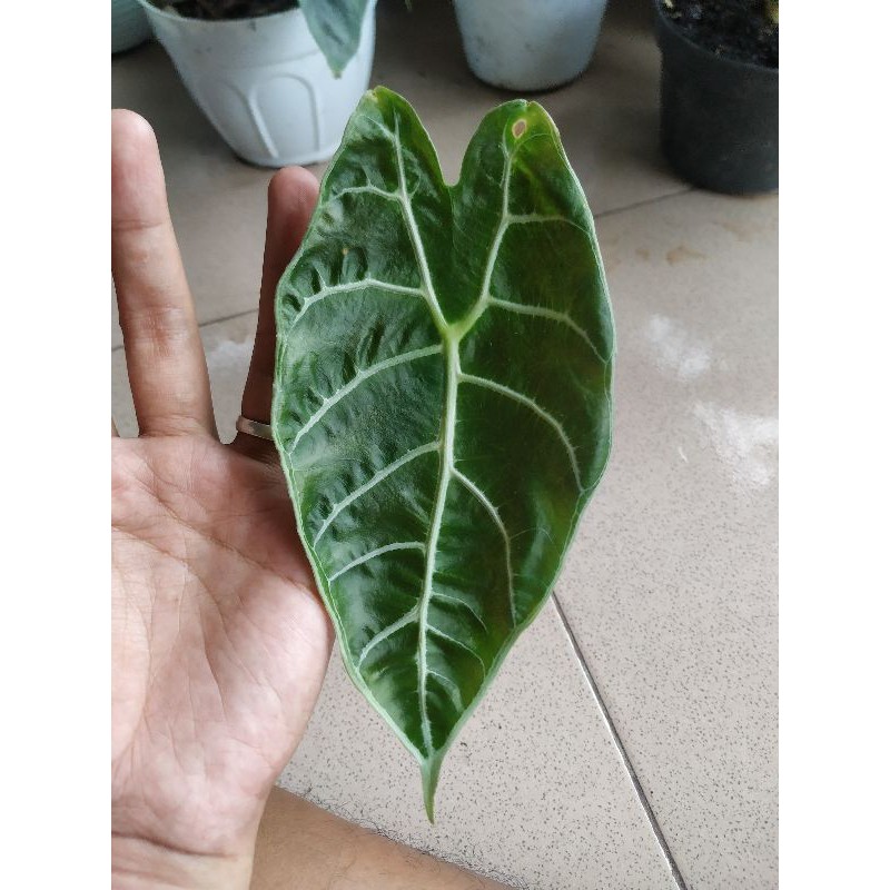 alocasia watsoniana
