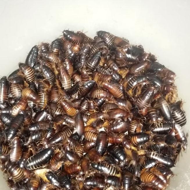 Banyak Peminat Kecoa Batu Kecoa Tanah Terkelak Menje Coro