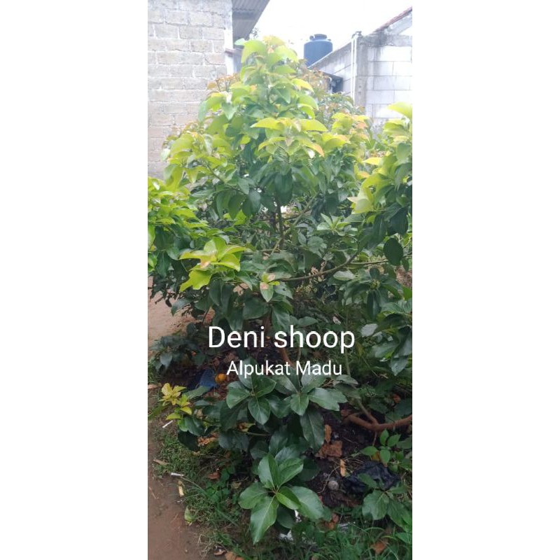Bibit tanaman Alpukat madu