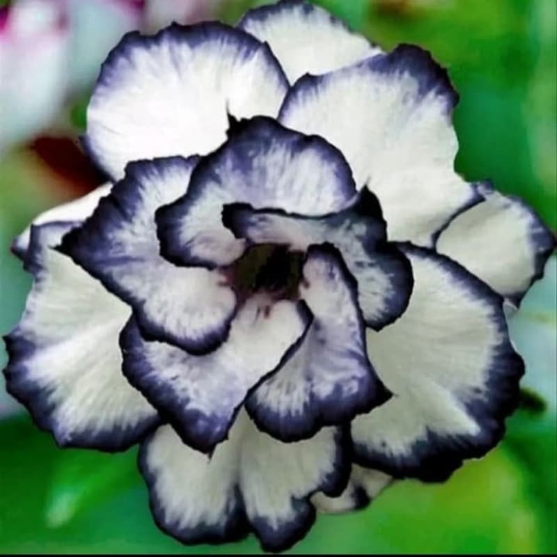 Bibit Bunga Kamboja Adenium White Black Desert Rare - Tanaman Hias