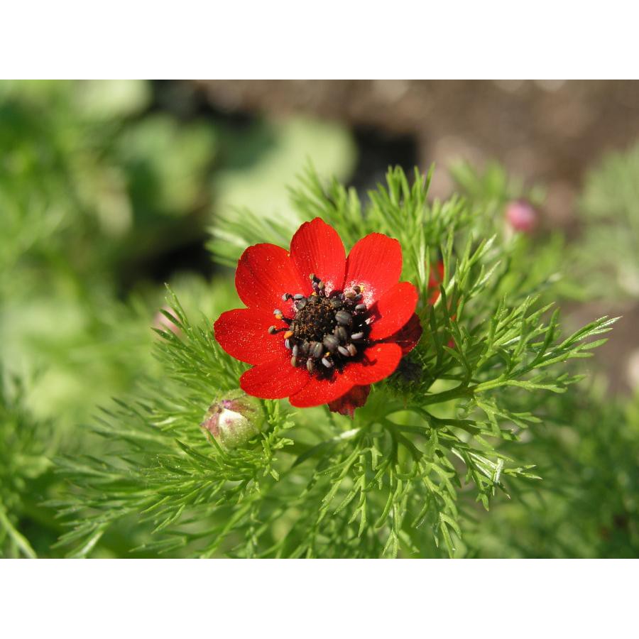 Benih Bibit Biji - Bunga Summer Pheasant's Eye Flower Seeds - IMPORT