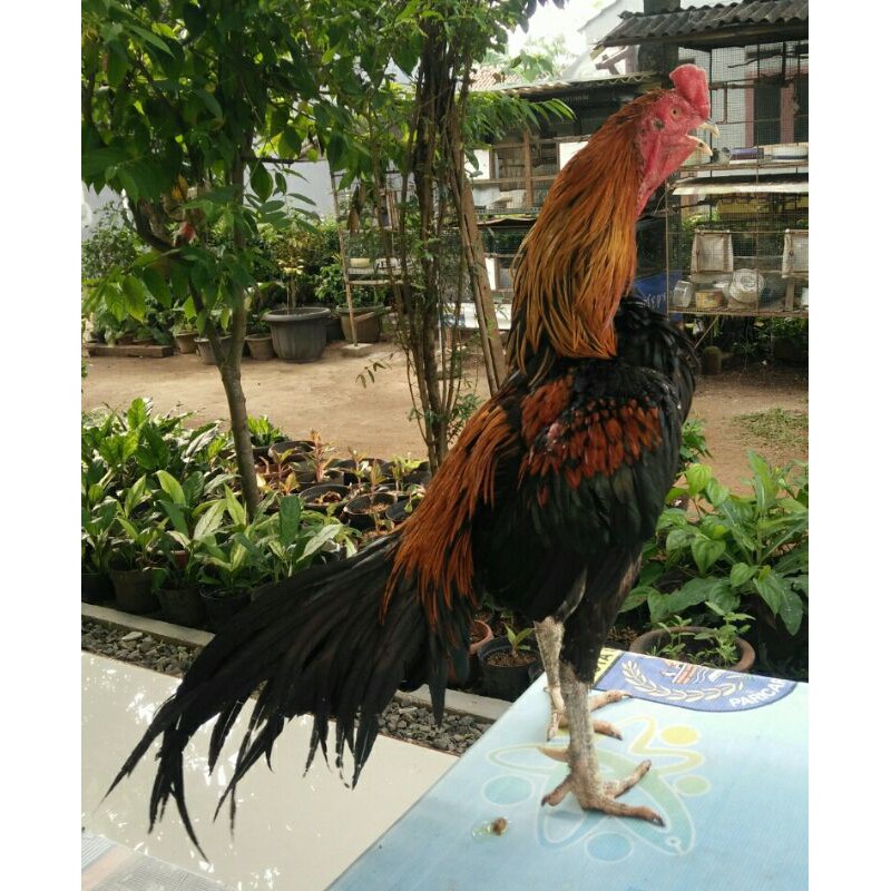 AyamBangkokPacekSuperJalu