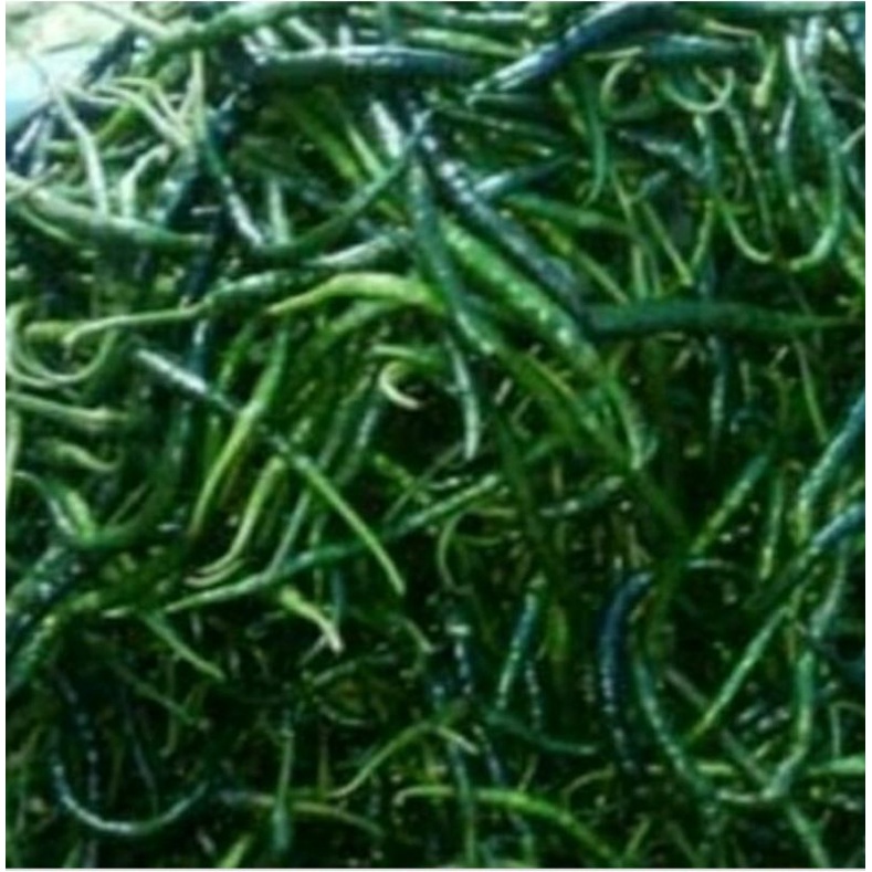 

Cabe Hijau Keriting cabai ijo sayur 500 gram