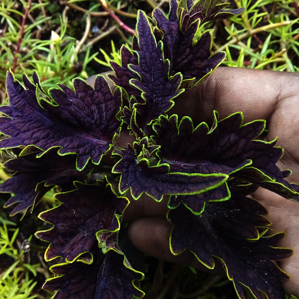 Колеус черный дракон