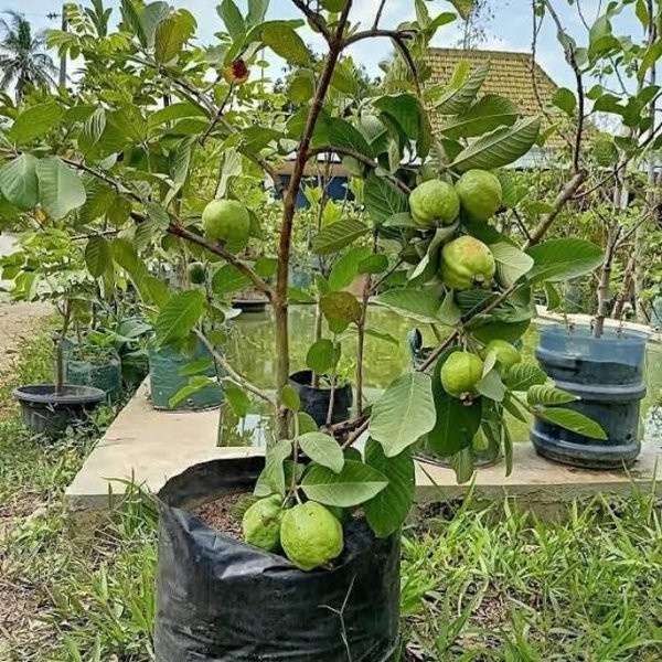 Pupuk Organik Booster Jambu Kristal Agar Cepat Berbuah Lebat