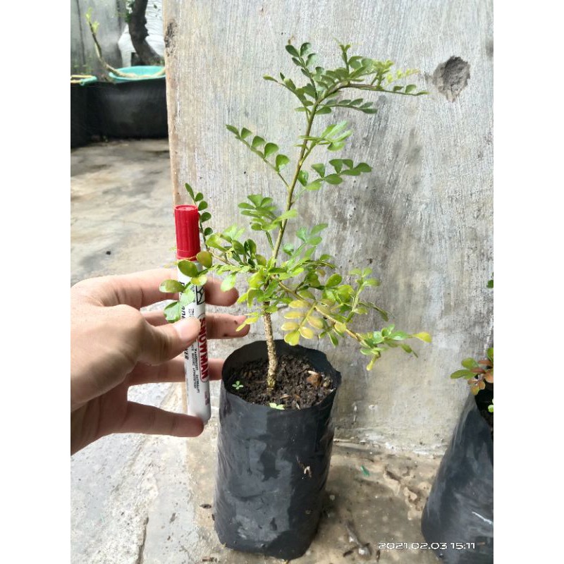 Bahan bonsai mame kawista batu