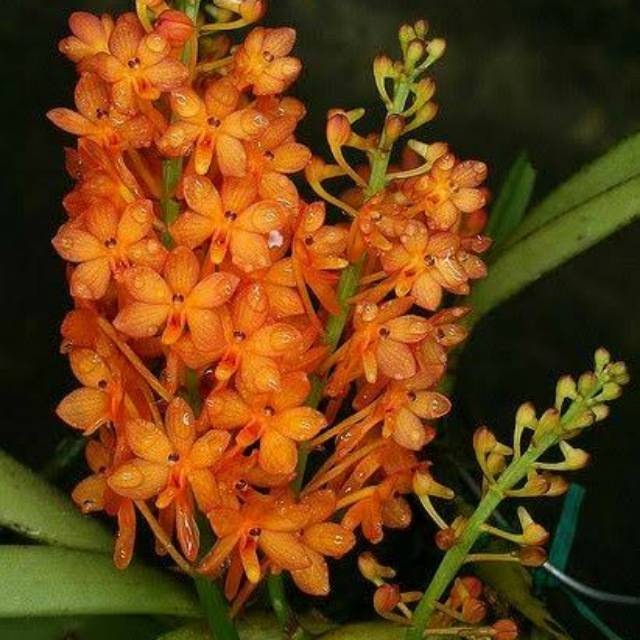 Anggrek Asco Miniatum / Vanda Mini