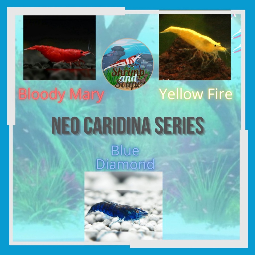 Neo Caridina Shrimp Series Blue Diamond Bloody Mary Yellow Fire Udang Hias Aquascape neocaridina