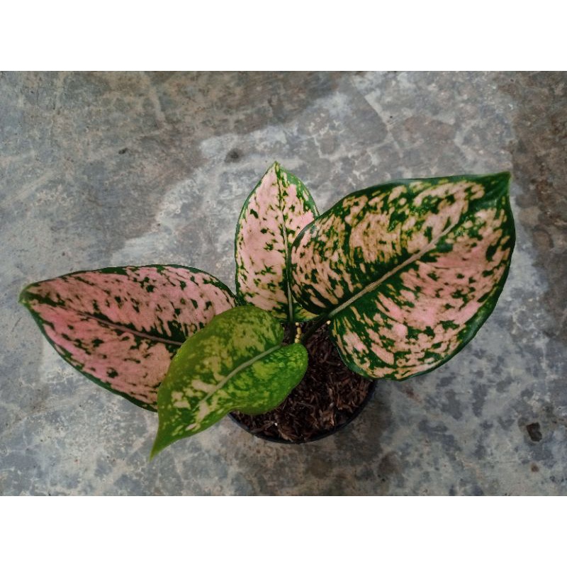 Aglonema Komkom Orange (Rare)