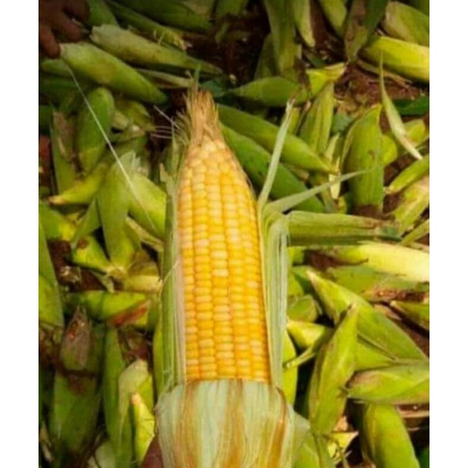 

jagung manis 500gram