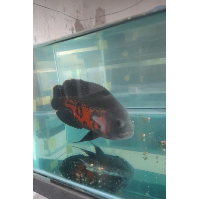 Ikan Oscar Batik Tiger