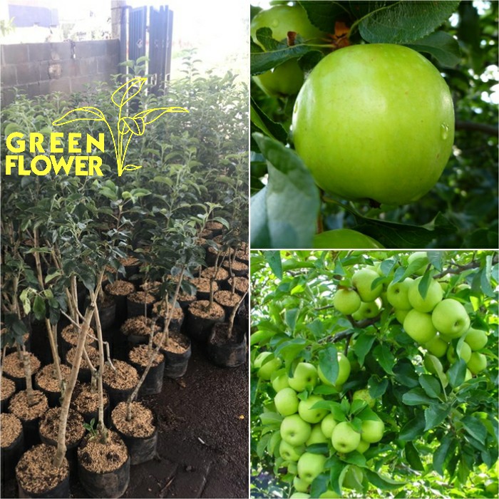 Bibit Apel Manalagi - Bibit Apel batu - Apel malang