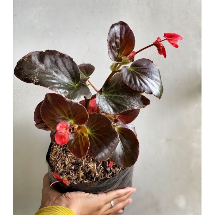 Tanaman Hias Begonia Mawar Bunga Merah dan Pink