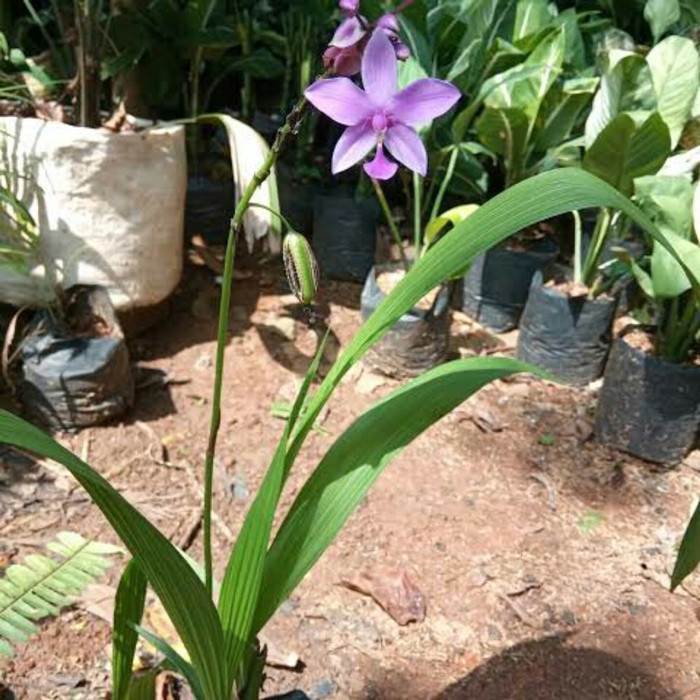 Tanaman hias anggrek tanah/Pohon anggrek tanah