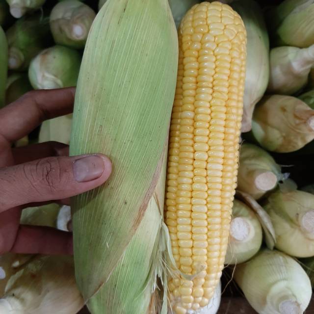 

Jagung manis