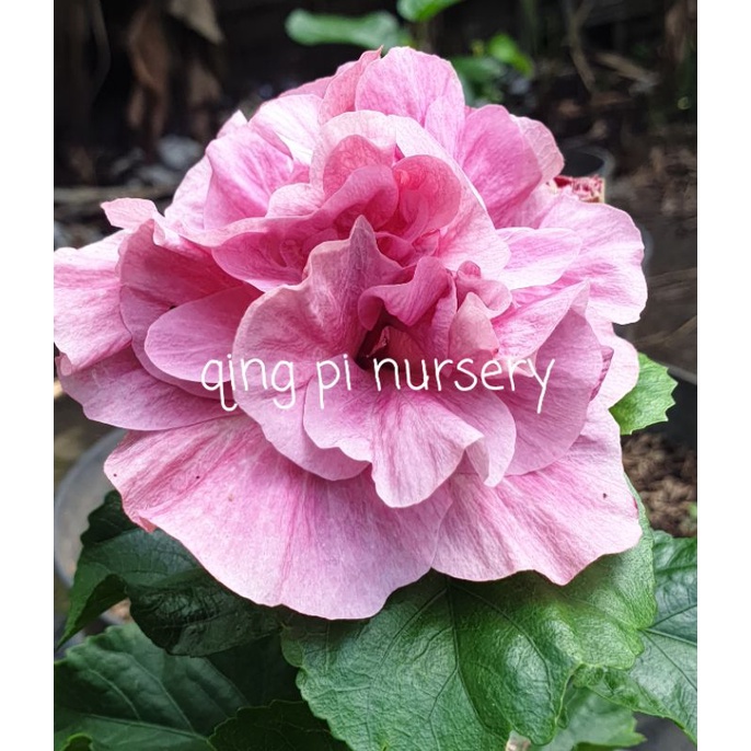 bibit bunga hibiscus kembang sepatu bangkok tumpuk ungu tanaman hias outdoor