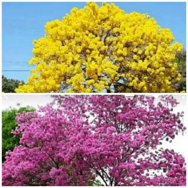 Paket 2 bibit tanaman bunga sakura tabebuia tabebuya kuning pink sakura pohon bunga /tanaman hias