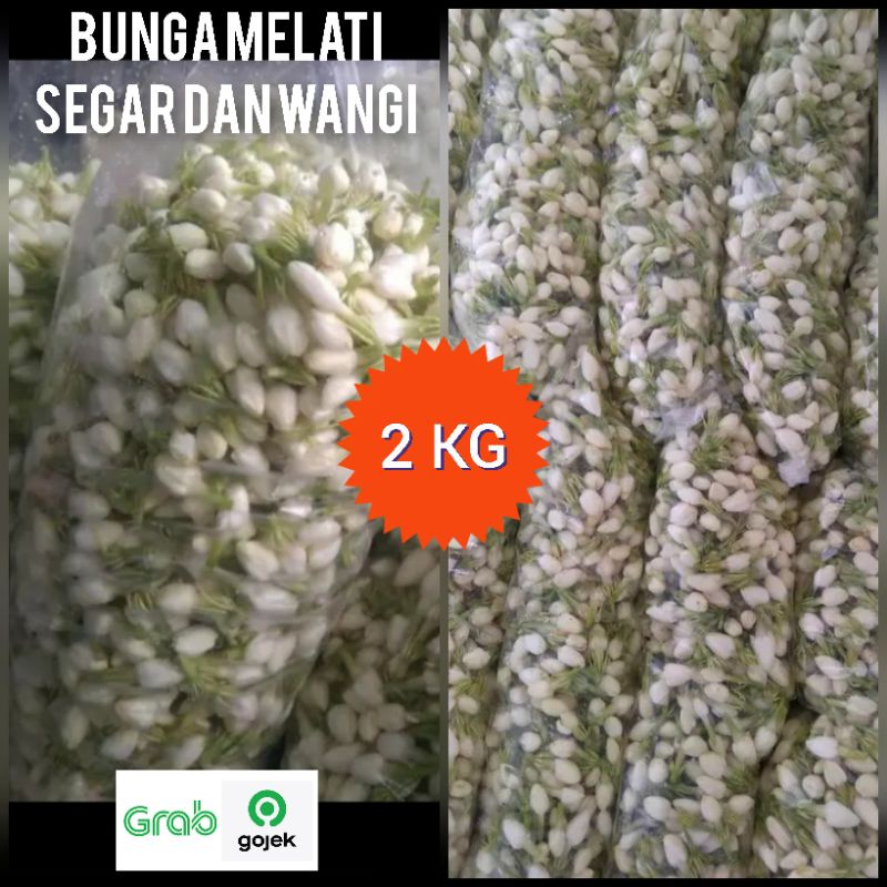 bunga melati segar 2000 gram flower jasmine original fresh