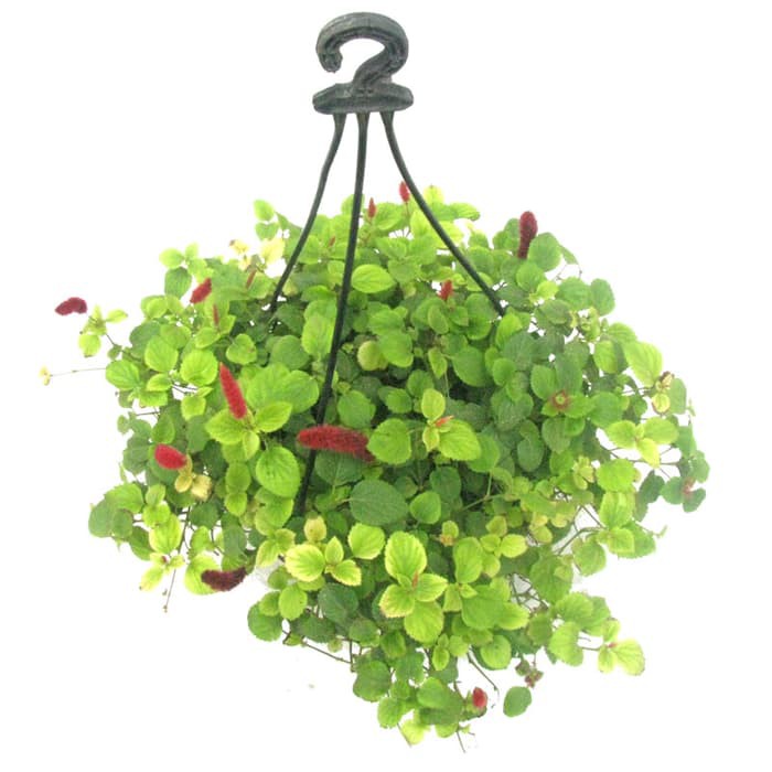 Bibit Bunga Acalypha Gantung